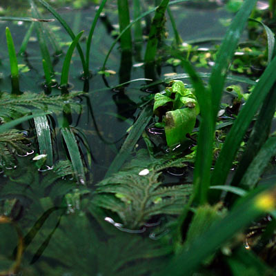 plantes aquatiques