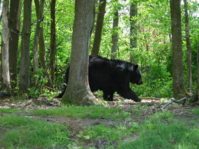 promenade en forêt