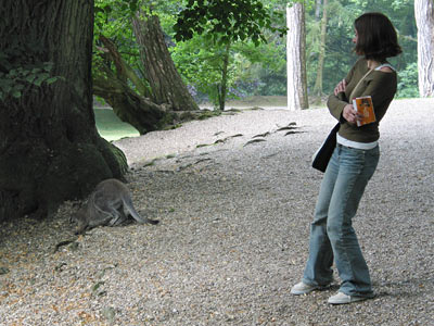 le wallaby vous a vue, mademoiselle !