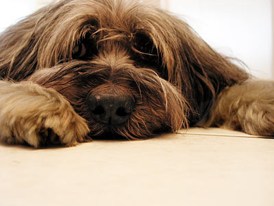 Joby le chien