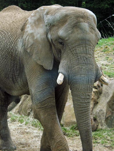 un gros pachyderme