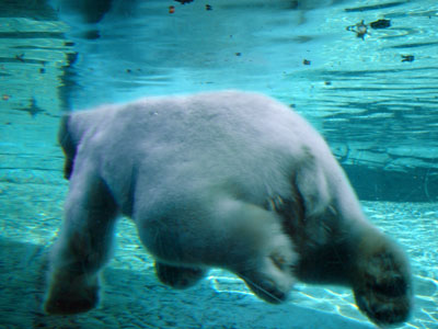 un gros n'ours blanc