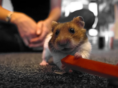 le hamster mange une carotte