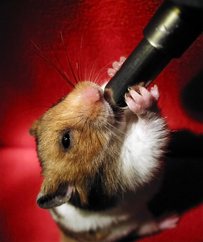 le hamster se désaltère