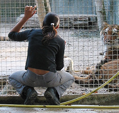 Indra et ses tigres