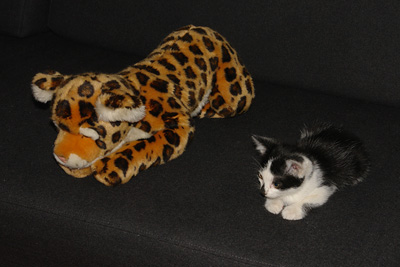 Jacana et le chaton n°4