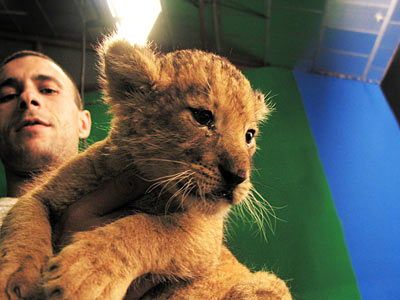 Romuald nous présente son lionceau