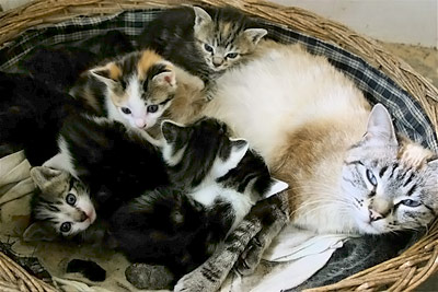 encore des chatons