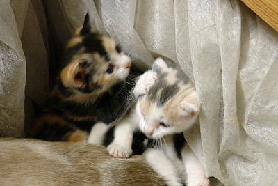 patte noire & beloutre
