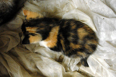 patte noire chatoyant