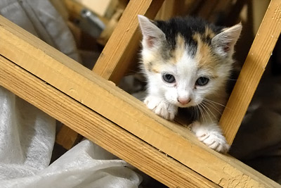 face blanche en pleine exploration