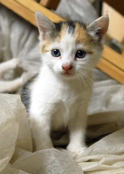 petite face blanche
