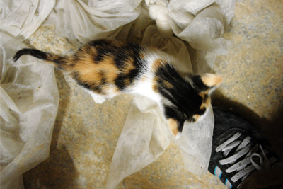 face blanche & my shoe