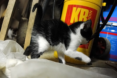 kitty black&white
