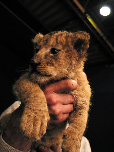 Romuald présente son lionceau