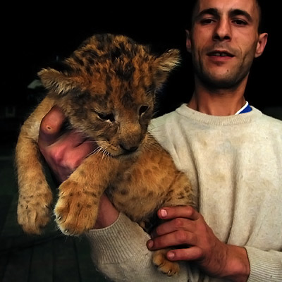 our friendly lion cub – photo souvenir