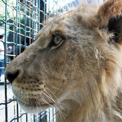 une lionne d'Indra