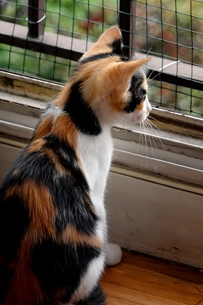 Mandarina et la fenêtre