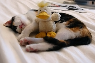 avec son canard (Mandarina's Duck)
