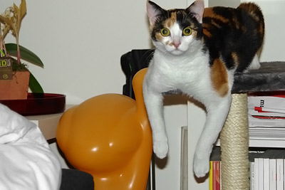 [sur son grattoir] C'est une position de chat, ça ?