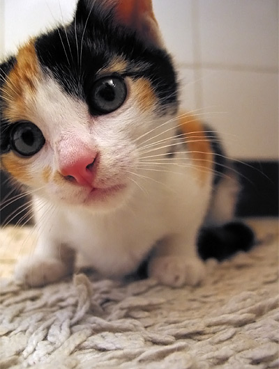 Mandarina, curieux petit chaton