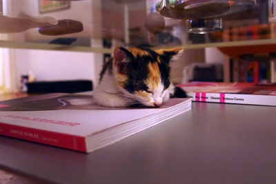mandarina asleep