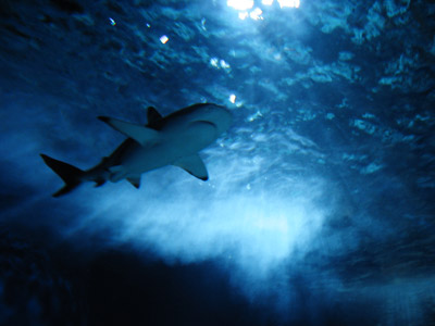 requin