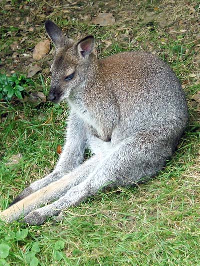 les pattes dans la poche